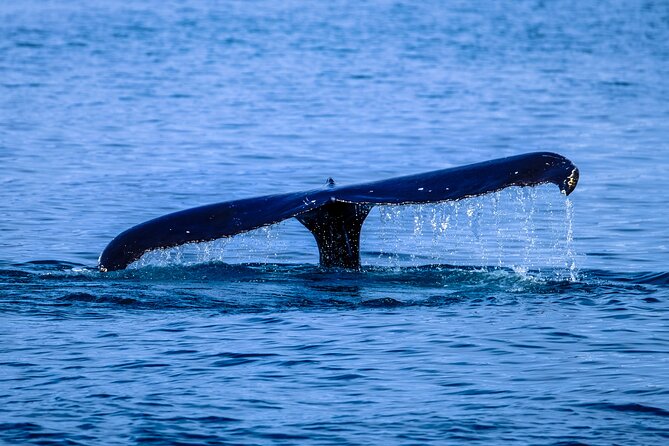 1.5-Hour Guided Whale Watching Tour - Haleiwa Boat Harbor: Why Your Whale Hunt Starts Smart