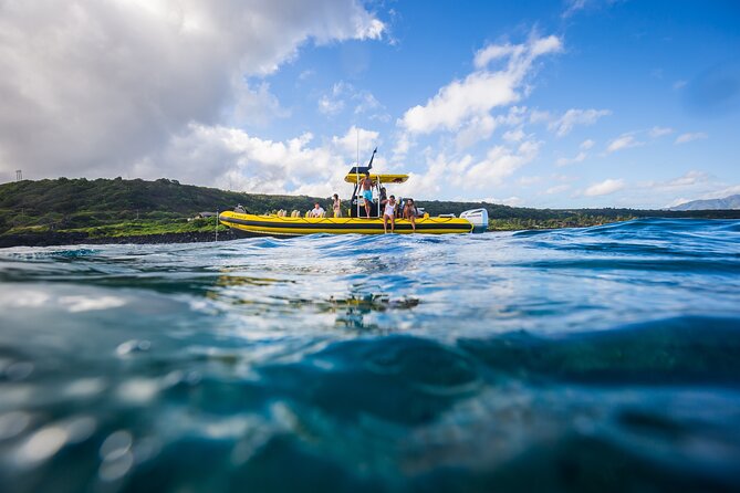 1.5-Hour Guided Whale Watching Tour - North Shore Hotspots: Dolphins, Sharks, and the Whale Moment