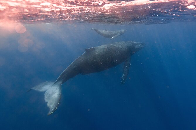 1.5-Hour Guided Whale Watching Tour - How the Guide Keeps You Looking in the Right Direction