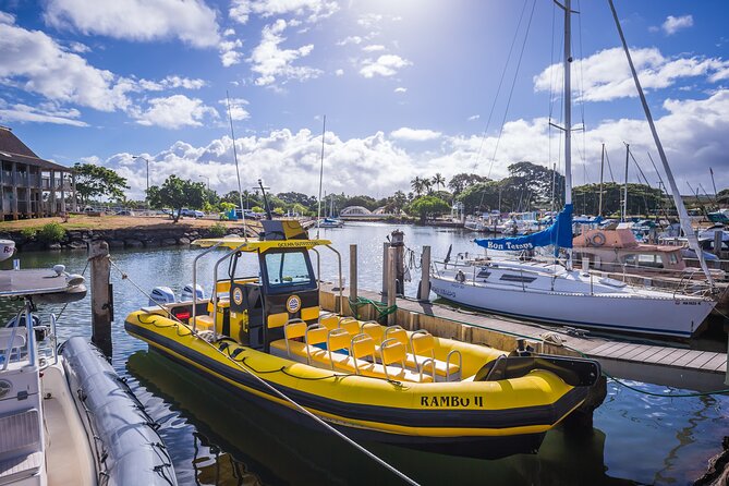 1.5-Hour Guided Whale Watching Tour - What You’ll Actually See: A Range, Not a Promise