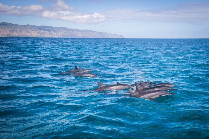 1.5-Hour Guided Whale Watching Tour - The 18-Seat Zodiac-Style Ride, Speed, and Sea Sickness Reality