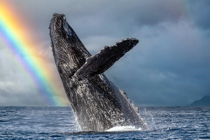 1.5 Hour Waikiki Whale Watching with E Sea Diver (Shuttle Option) - Quick hits you will care about