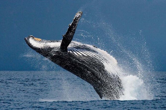1.5 Hour Waikiki Whale Watching with E Sea Diver (Shuttle Option) - Waikiki Whale Watching From Pier E, What the 1.5-Hour Cruise Feels Like