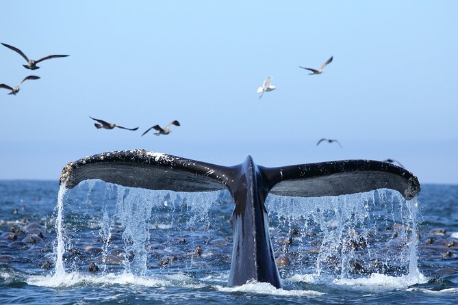 1.5 Hour Waikiki Whale Watching with E Sea Diver (Shuttle Option) - Getting There: Hotel Pickup, Shuttle Option, and Ala Moana Pier E