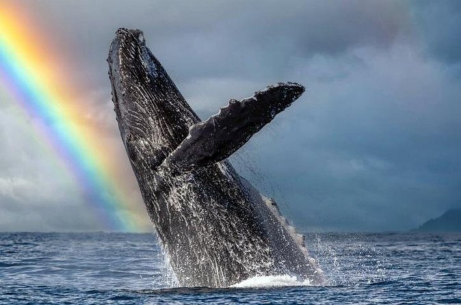 1.5 Hour Waikiki Whale Watching with E Sea Diver (Shuttle Option) - On Board E Sea Diver Catamaran: Bathrooms, Snacks, Binoculars