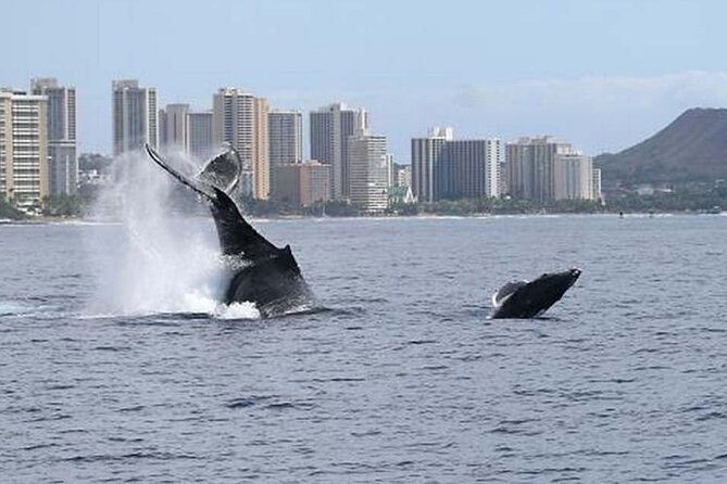 1.5 Hour Waikiki Whale Watching with E Sea Diver (Shuttle Option) - How the Crew Finds Whales, and What You Might See Besides Them