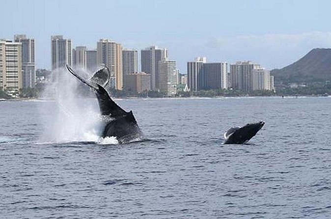 1.5 Hour Waikiki Whale Watching with E Sea Diver (Shuttle Option) - The Whale-Sighting Reality Check: Rain Check and No-Whale Days