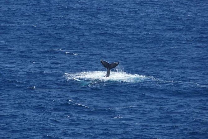 1.5 Hour Waikiki Whale Watching with E Sea Diver (Shuttle Option) - Price and Logistics: Is $29 Good Value or Risky?