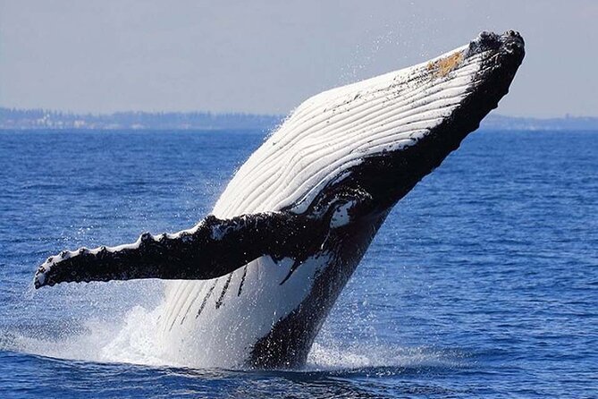 1.5 Hour Waikiki Whale Watching with E Sea Diver (Shuttle Option) - Who Should Book This Cruise, and Who Should Skip It