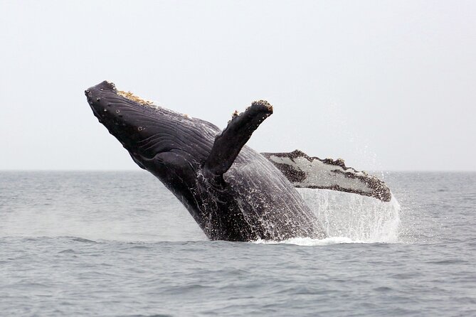 1.5 Hour Waikiki Whale Watching with E Sea Diver (Shuttle Option) - Best Time for Humpbacks: Winter Season Reality Check