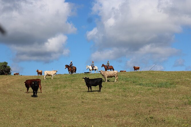 1 Hour Scenic Horseback Ride - Meet the team: calm instruction and real horse matching
