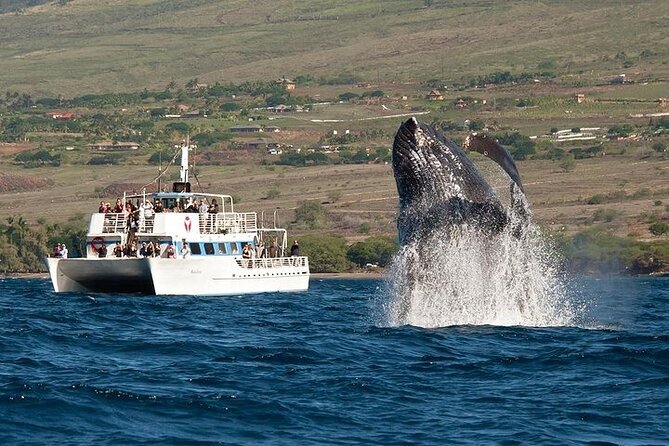 2-Hour Oahu Whale Watch from Ala Wai Harbor, Waikiki - You get real whale education, not just a cruise
