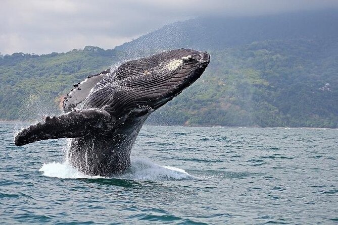 2-Hour Oahu Whale Watch from Ala Wai Harbor, Waikiki - Key highlights to know before you go