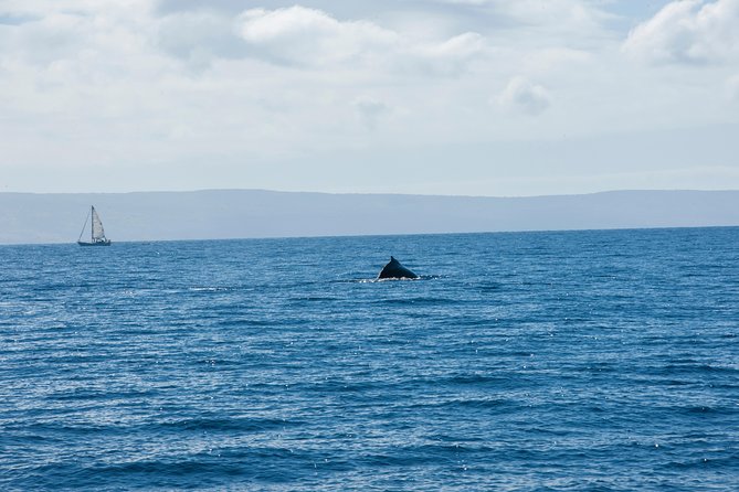 2-Hour Oahu Whale Watch from Ala Wai Harbor, Waikiki - BYOB, snacks, and the real value of food flexibility