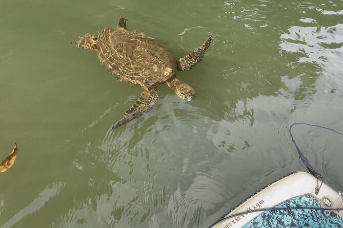 2 hour tandem kayak rental at our private launch area in Hale'iwa - Sea turtles and respectful water viewing, how to enjoy wildlife without getting too close