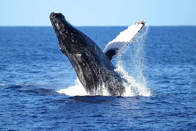 2 Hour Waikiki Whale Watching Cruise from Oahu - Diamond Head Crater: the classic view to start your hunt