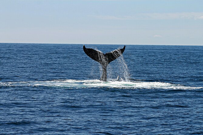 2 Hour Waikiki Whale Watching Cruise from Oahu - The crew experience: upbeat, funny, and on-task