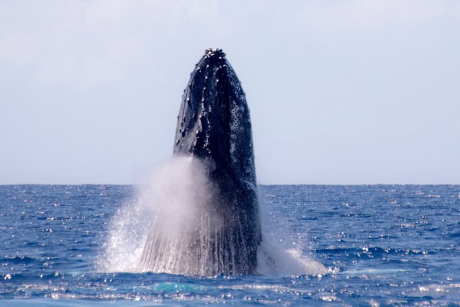 2 Hour Waikiki Whale Watching in Honolulu - Unobstructed Views for Waikiki, Diamond Head, and Photo-Friendly Angles