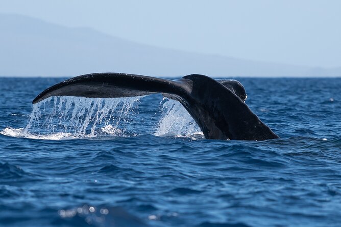 2 Hour Waikiki Whale Watching in Honolulu - The Whale Guarantee, Free Return, and How to Set Expectations