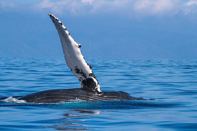 2 Hour Waikiki Whale Watching in Honolulu - BYOB, Bottled Water, and Staying Comfortable in Real Ocean Conditions