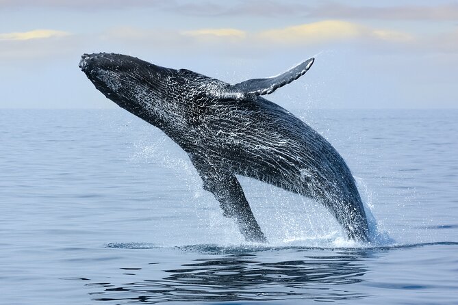 2 Hour Waikiki Whale Watching in Honolulu - Where You Meet at 1 Holomoana St, and Why Arriving Early Helps