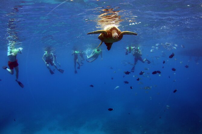 3 Zipline Adventure and 3.5 hour Afternoon Snorkel Cruise - Kai’Oli’Oli snorkel cruise: wildlife spotting with a built-in food plan