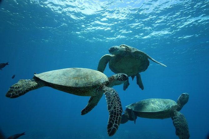 9am Turtle Canyon Snorkel Adventure - Key takeaways before you book