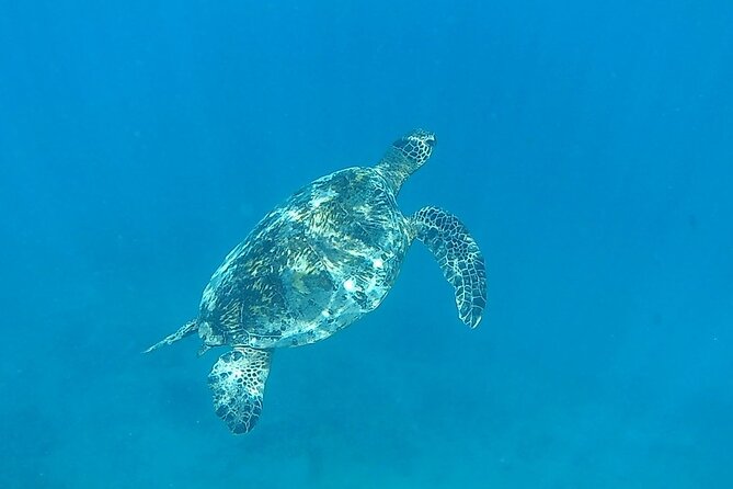 9am Turtle Canyon Snorkel Adventure - What’s included in the $84.77 price, and what costs extra