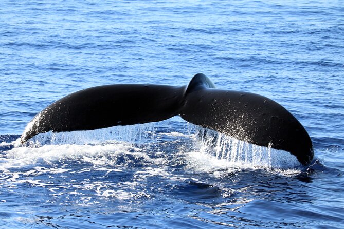 All-Inclusive Sunset Dolphin Watch and Snorkeling Cruise - Ko Olina departure at 4:15 pm: timing that pays off
