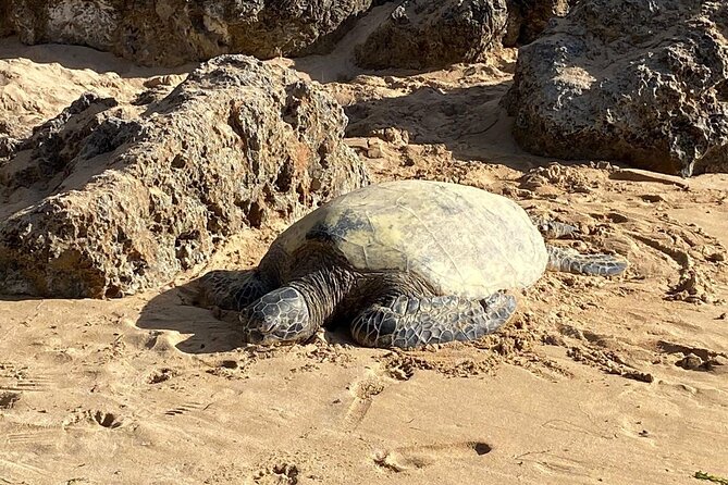 Beaches, Food & Aloha: Private Oahu Tour - Key things I’d watch for before booking