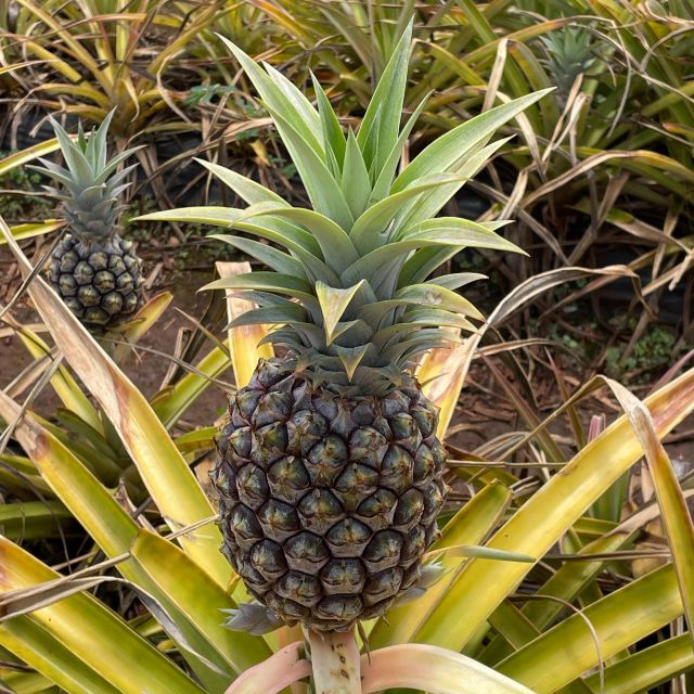 Best of Oahu in One Day - Macadamia farm, Chinaman’s Hat, and the North Shore approach