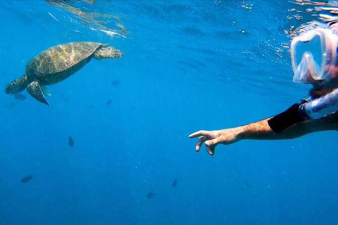 Best Waikiki Snorkel Tour: Guaranteed Turtles at Turtle Canyon - Crew Support You’ll Actually Feel: Cameron, Jake, and Capt Drew