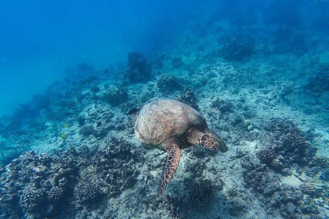 Best Waikiki Snorkel Tour: Guaranteed Turtles at Turtle Canyon - Logistics That Actually Matter: Meeting, Time, and Group Size
