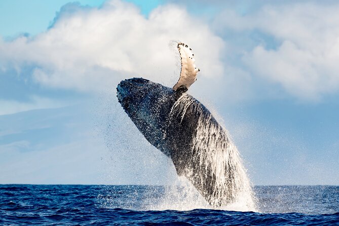 Best Waikiki Whale Watching in Honolulu: Whales Guaranteed - Why this cruise is built for real whale watching, not just a boat ride