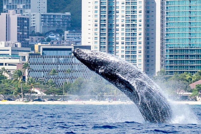 Best Waikiki Whale Watching in Honolulu: Whales Guaranteed - Should you book this Waikiki whale watching tour?