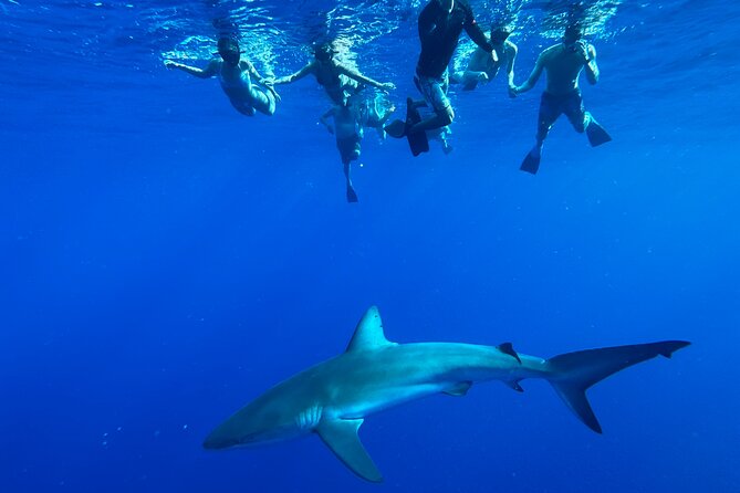 Cage-Free Shark Swim from Oahu - Cage-free shark snorkeling from Haleiwa, and what makes it work
