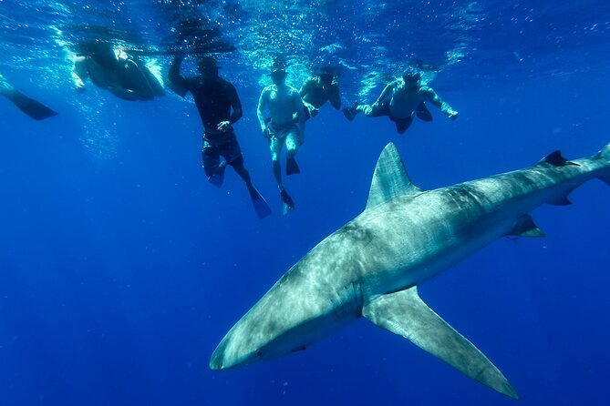 Cage-Free Shark Swim from Oahu - The North Shore water time: what you do, how long it lasts, and what you might see