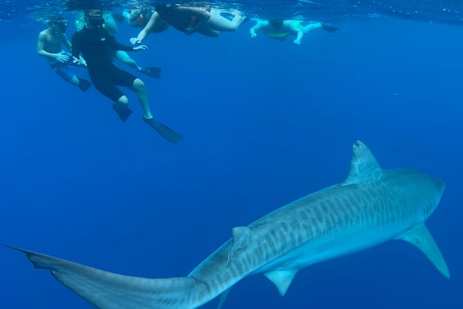 Cage-Free Shark Swim from Oahu - Haleiwa return, onboard commentary, and how to use the rest of the day well