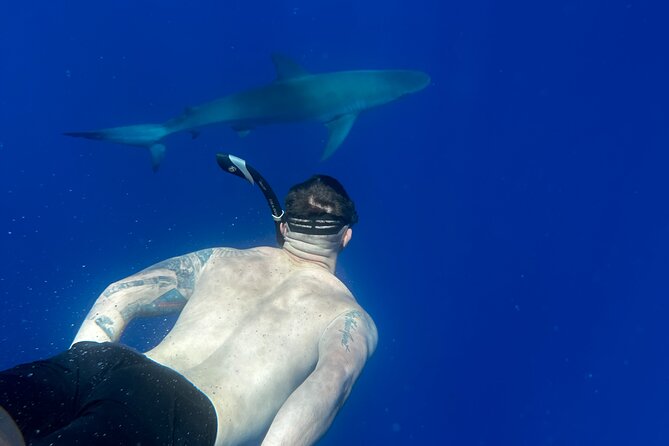 Cage-Free Shark Swim from Oahu - Who should book the cage-free shark swim on Oahu, and who should skip it