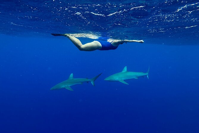 Cage-Free Shark Swim from Oahu - FAQ