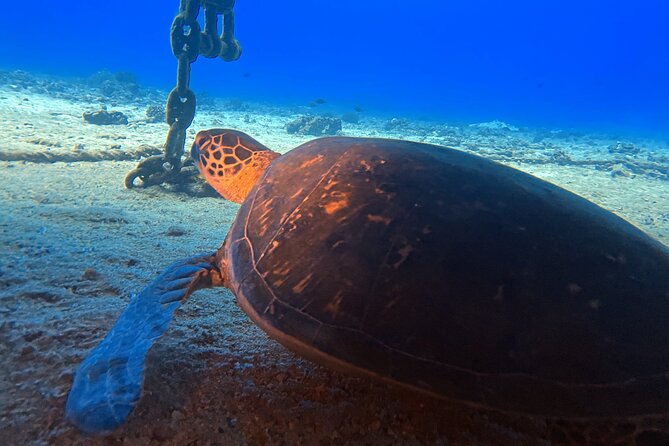 Certified Diver: 2-Tank Deep Wreck and Shallow Reef Dive Off Oahu - Crew and boat comfort: the real reason this runs smoothly