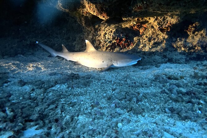 Certified Diver: 2-Tank Deep Wreck and Shallow Reef Dive Off Oahu - Gear, snacks, and what’s actually included in your $248.81