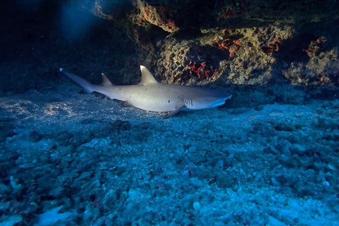 Certified Diver: 2-Tank Night Dive - Why Oahu’s after-dark water feels like a different planet