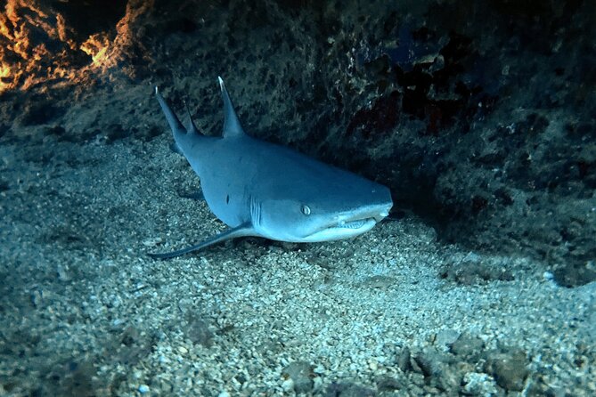 Certified Diver: 2-Tank Night Dive - Tank one: Sea Tiger wreck near sunset, where structure draws the wildlife