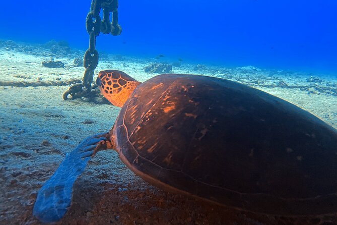 Certified Diver: 2-Tank Night Dive - Gear and included snacks: where the $248.81 really goes