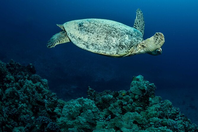 Certified Diver: 2-Tank Night Dive - Your schedule at a glance: 5:30 pm start and two underwater stops