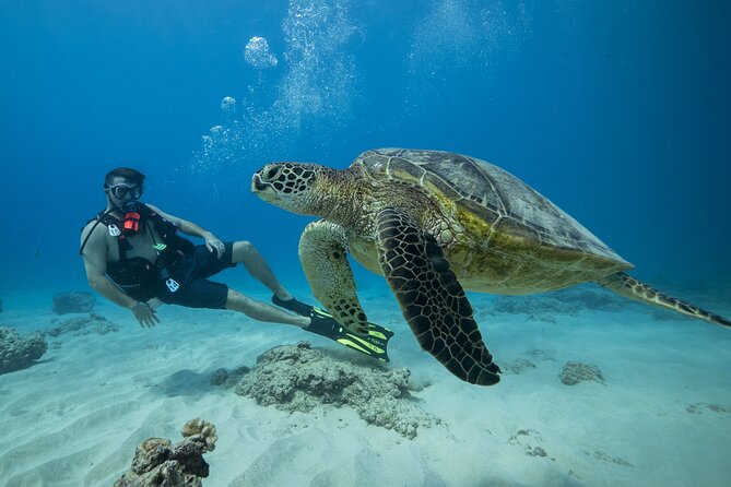 Certified Diver: 2-Tank Shallow Reef Dives off Oahu - Key Highlights Worth Noting