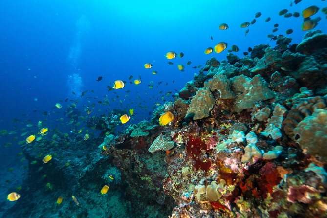 Certified Diver: 2-Tank Shallow Reef Dives off Oahu - What the 2-Tank Shallow Reef Scuba Day on Oahu Really Gives You