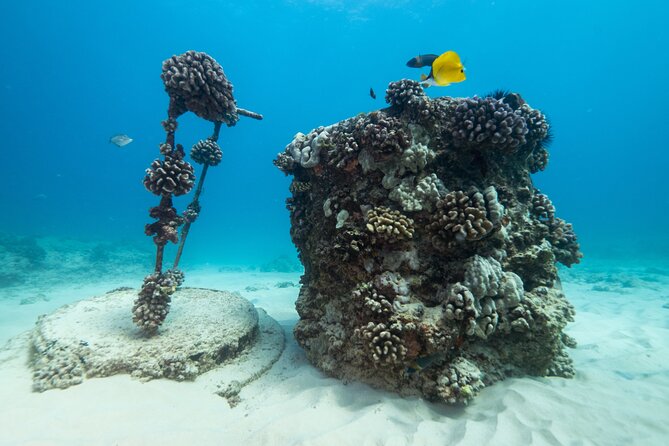 Certified Diver: 2-Tank Shallow Reef Dives off Oahu - Value Check: Is $141.10 a Fair Deal for This Oahu Reef Day?