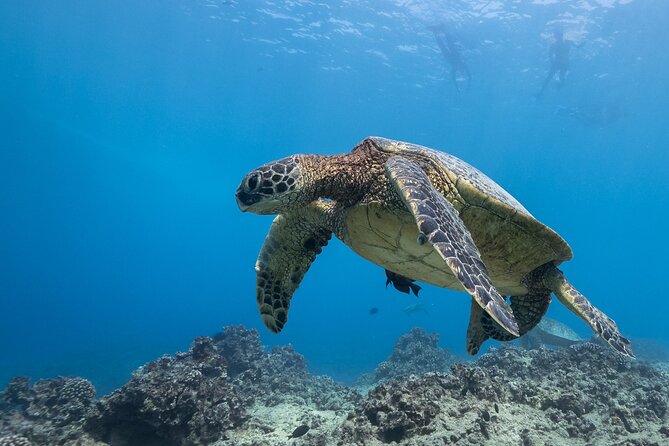 Certified Diver: 2-Tank Shallow Reef Dives off Oahu - Who This Trip Suits Best (And Who Might Want Another Plan)